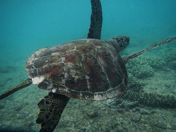 Apo Island: Swimming with Giant Sea Turtles